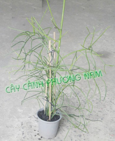 Chậu Cây Giao (Xương Cá)