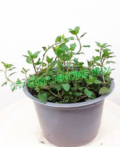 Chậu Cây É Trắng