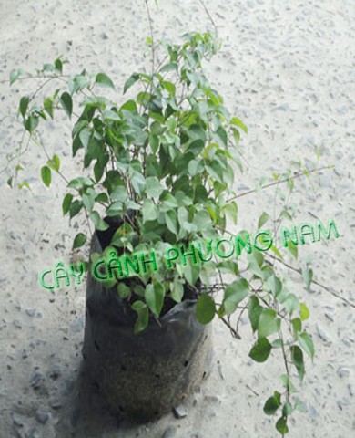 Chậu Cây Lá Giang