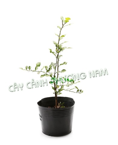 Chậu Cây Chanh Thái