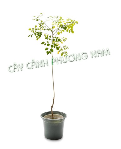 Chậu Cây Chùm Ngây