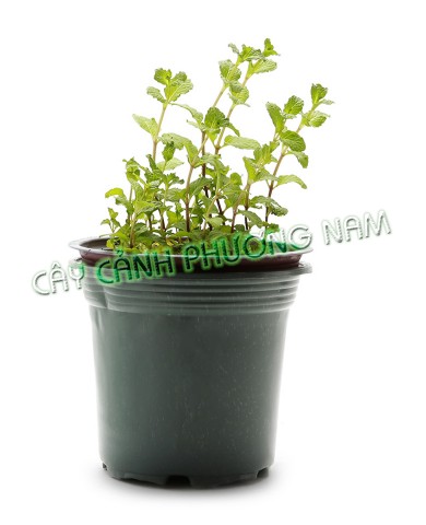 Chậu Rau Húng Lũi