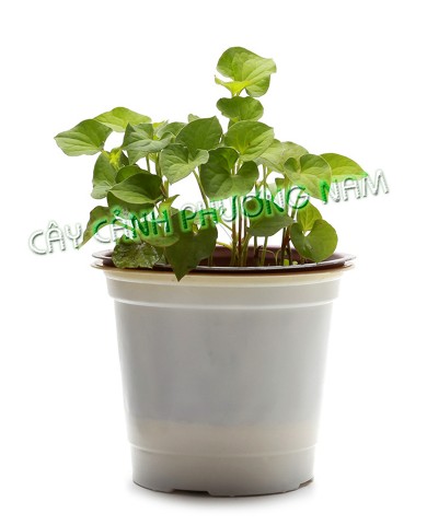 Chậu Rau Diếp Cá