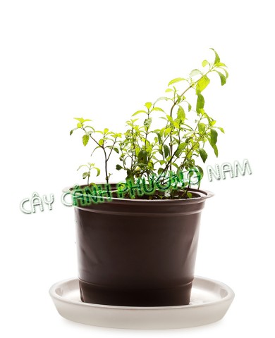 Chậu Bạc Hà Thủy