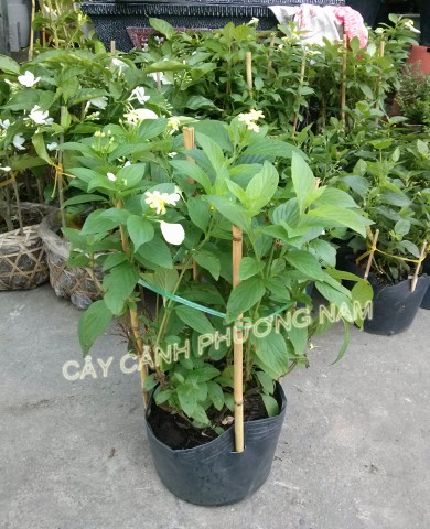 Chậu rau húng thơm