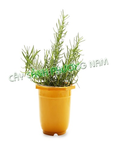 Chậu Cây Hương Thảo