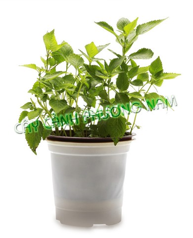 Chậu Rau Kinh Giới