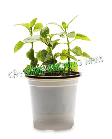 Chậu Rau Tần Dày Lá