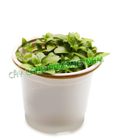 Chậu Rau Quế Vị