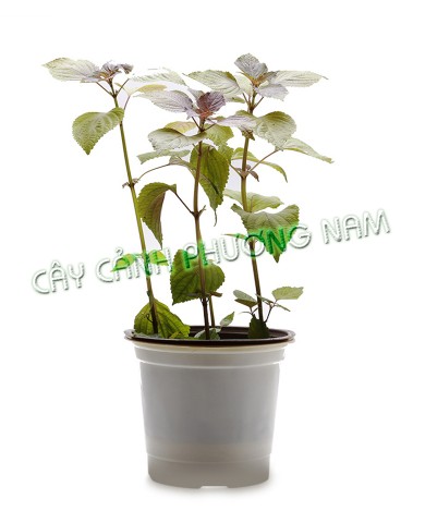 Chậu Rau Tía Tô