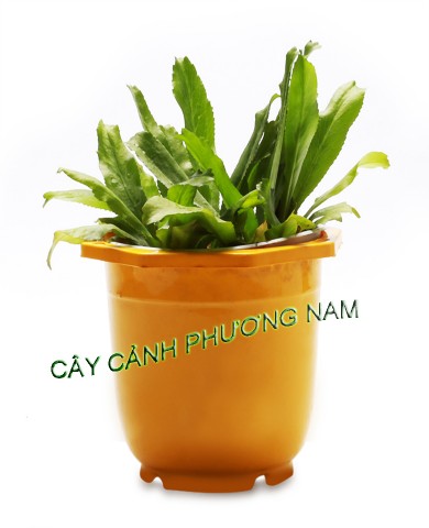 Chậu Ngò Gai