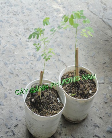 Chậu Cây Chùm Ngây