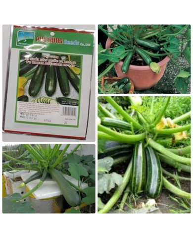 HẠT GIỐNG BÍ NGÒI