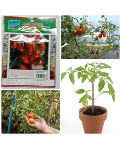 HẠT GIỐNG CÀ CHUA BI ĐỎ