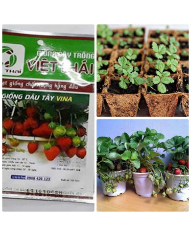 HẠT GIỐNG DÂU TÂY