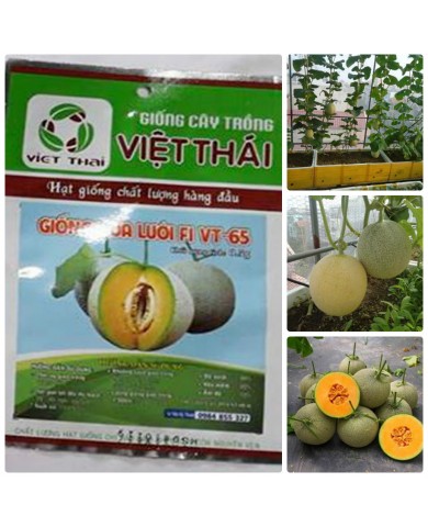 HẠT GIỐNG DƯA LƯỚI