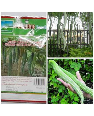 HẠT GIỐNG MƯỚP RẮN