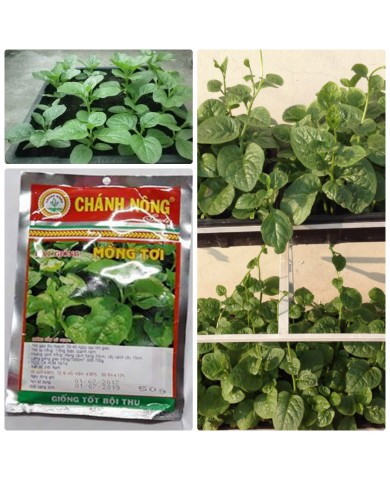 HẠT GIỐNG MỒNG TƠI