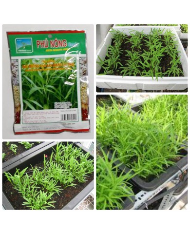 HẠT GIỐNG RAU MUỐNG