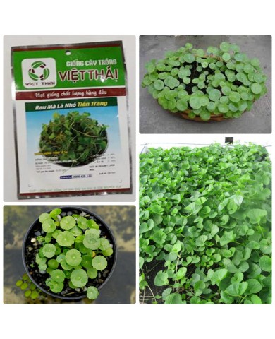 HẠT GIỐNG RAU MÁ