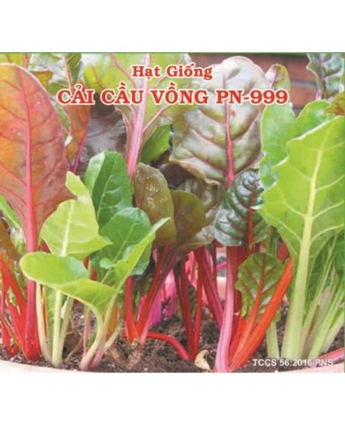 HẠT GIỐNG CẢI CẦU VỒNG
