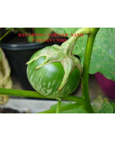 HẠT GIỐNG CÀ DĨA SỌC XANH