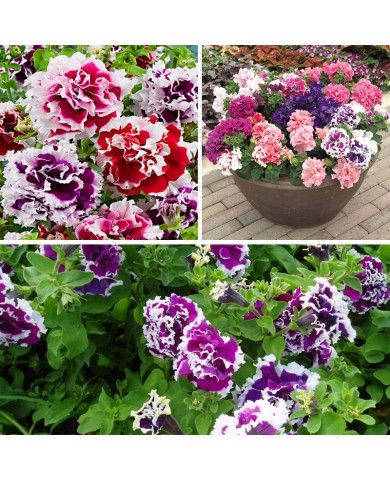 HẠT GIỐNG HOA DẠ YÊN THẢO KÉP MIX 535