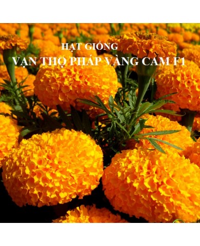 HẠT GIỐNG VẠN THỌ PHÁP VÀNG CAM F1