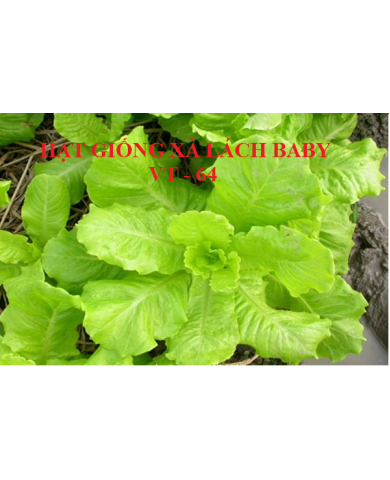 HẠT GIỐNG XÀ LÁCH BABY