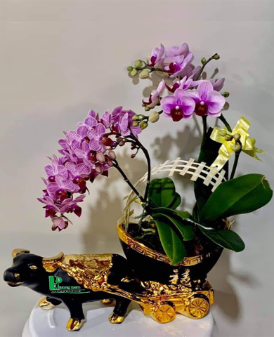  Chậu lan hồ điệp 81