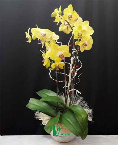 Chậu lan hồ điệp 