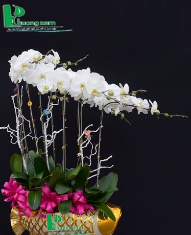 Chậu lan hồ điệp 