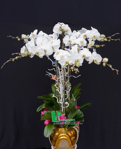 Chậu lan hồ điệp