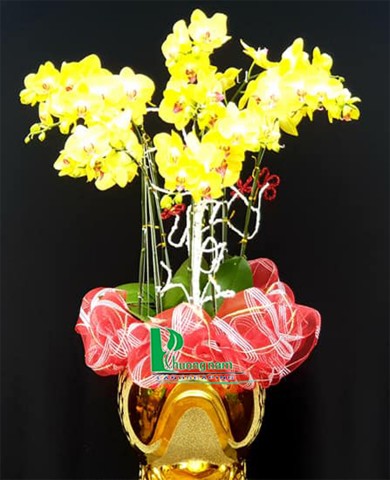 Chậu lan hồ điệp