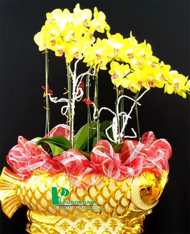 Chậu lan hồ điệp 