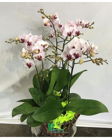 Chậu lan hồ điệp 2