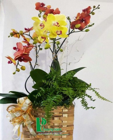 Chậu lan hồ điệp 
