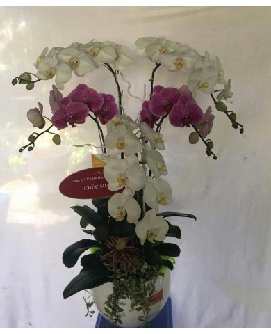 Chậu lan hồ điệp 