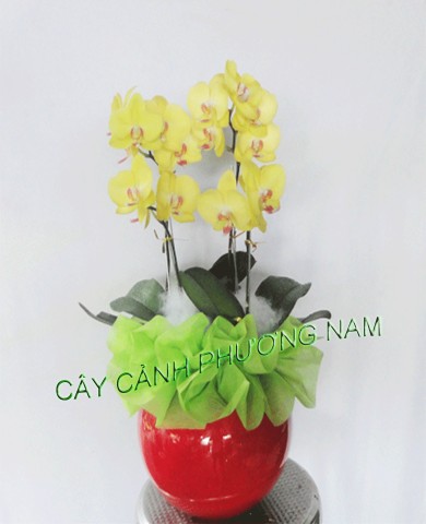 Chậu lan hồ điệp