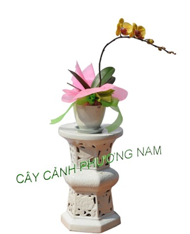 Chậu lan hồ điệp