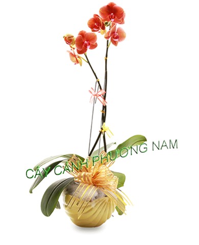 Chậu lan hồ điệp