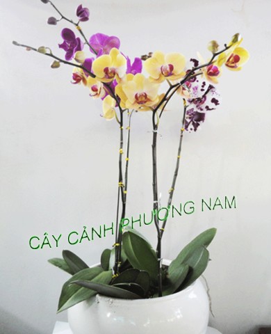 Chậu lan hồ điệp