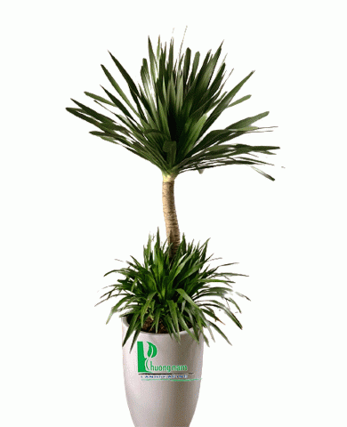 Cây phát tài núi 4