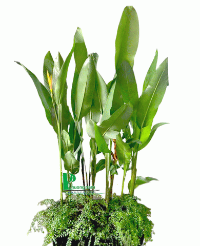 Chậu cây Thiên điểu