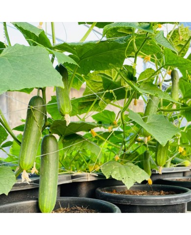 Trồng dưa leo tại nhà - tưởng khó mà bất ngờ