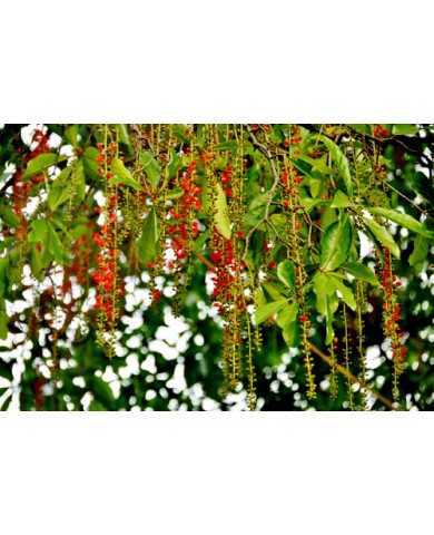 Trồng lộc vừng ra nhiều hoa