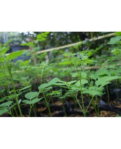 Trồng cây chùm ngây một lần ăn quanh năm