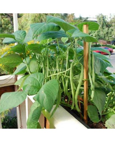 Tháng 5 trồng rau này