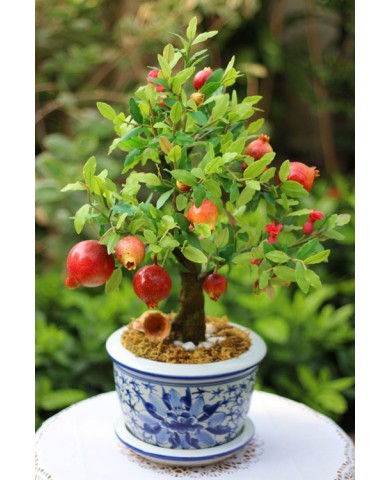 Trồng lựu trĩu quả, cho nhà thêm xinh