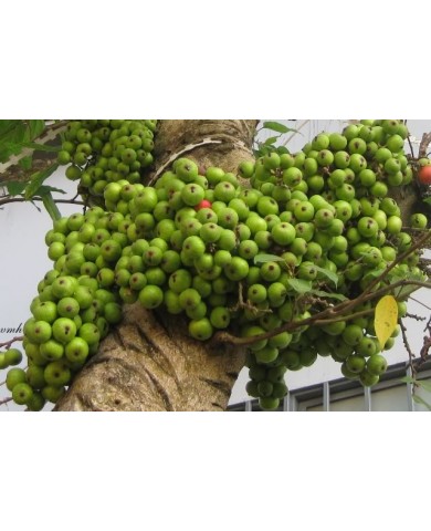 Trồng và chăm sóc để cây sung cảnh